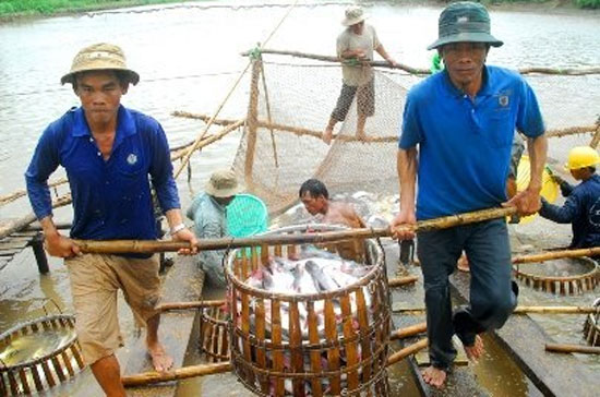Thủy sản trong nước thiếu nguyên liệu nên 6Pg88.con độc quyền mỗi ngày phải nhập khẩu nhưng gặp rắc rối khâu kiểm dịch - Ảnh: TL.