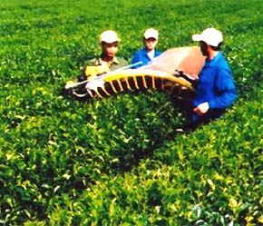 Thu hoạch tại vườn cây chè thuộc Công ty Chè Lâm Đồng