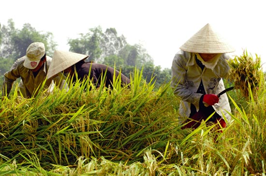 Bởi diện tích canh tác thấp, nông dân ít có nhu cầu mua máy nông nghiệp, trong khi rất cần vốn để mua vật tư.
