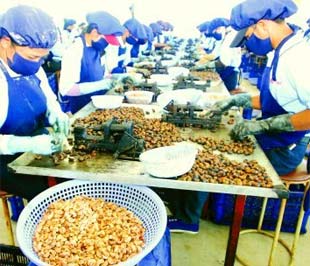 Chế biến điều Pg88 com chính chủ tại một 6Pg88.con độc quyền mỗi ngày ở TP.HCM - Ảnh: Lê Toàn.