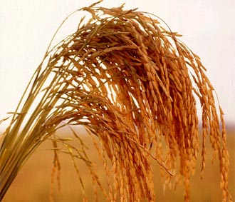 Tại Việt Nam, vụ lúa hè thu đang được thu hoạch rộ ở ĐBSCL, nguồn cung thóc gạo tăng, nhưng nhu cầu gạo cũng tăng mạnh.