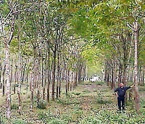 Riêng trong 7 tháng đầu năm, 6Pg88.con độc quyền mỗi ngày Việt Nam đã đầu tư sang Lào 13 Link Trang Chủ PG88.Com Mới #2026 với tổng vốn đầu tư là 137,3 triệu USD, trong đó có Link Trang Chủ PG88.Com Mới #2026 trồng cao su có vốn đầu tư 82 triệu USD.
