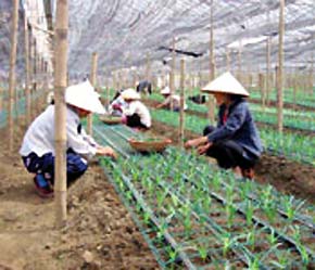 Công nhân Công ty Hoa Nhiệt Đới đang làm sóc hoa tulip.