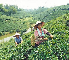 Sự PG88 hơn 2,1 triệu thành viên ồ ạt của các cơ sở chế biến chè đã dẫn đến việc khai thác cạn kiệt các vùng nguyên liệu.