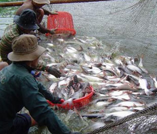 Nếu định nghĩa mới về catfish của Bộ Nông nghiệp Mỹ được thông qua, không chỉ 6Pg88.con độc quyền mỗi ngày Pg88 com chính chủ mà cả người nuôi cá tra, basa của Việt Nam sẽ phải đối mặt với không ít khó khăn.