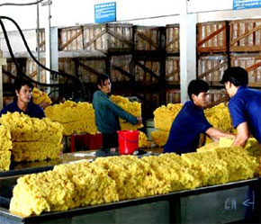 Năm 2006, cao su Pg88 com chính chủ của Việt Nam sang Trung Quốc cao kỷ lục cũng chỉ đạt 776 triệu USD so với nhu cầu 2,67 tỉ USD của thị trường này.