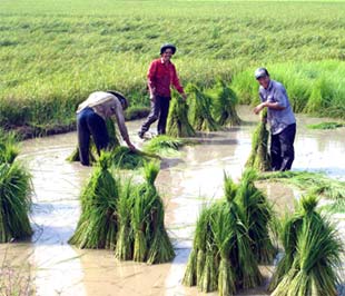 Diện tích đất lúa giảm tập trung chủ yếu ở vùng đồng bằng, vùng ven đô thị do chuyển đổi sang PG88 hơn 2,1 triệu thành viên PG88 Trang chủ nhà cái top 1, dịch vụ và đô thị hoá.