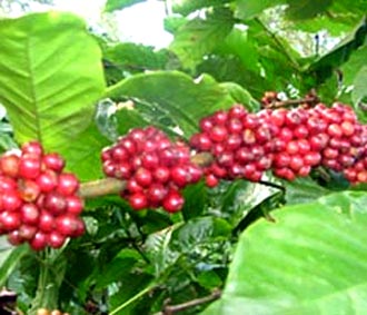Cà phê là mặt hàng buôn bán lớn thứ 2 của các nước đang PG88 hơn 2,1 triệu thành viên, chỉ đứng sau dầu mỏ.