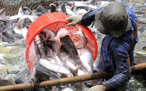 Năm 2003 có 26,8% tổng sản lượng cá tra được thương lái thu mua rồi sau 
đó bán lại cho các nhà máy chế biến, thì đến nay tỷ lệ này giảm xuống 
chỉ còn 4,9%. 