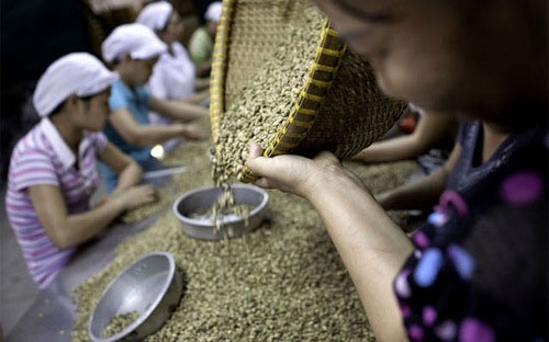 Những dấu mốc của cà phê Việt
