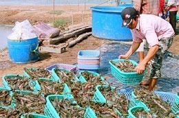 Trong tháng 6, FMC đã chế biến trên 700 tấn tôm thành phẩm các loại.