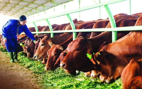 Doanh thu bán bò mới phát sinh trong quý 4/2015 là 396 tỷ đồng - trong khi cùng kỳ năm ngoái khoản thu này chưa phát sinh. 