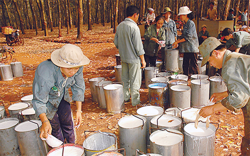 Trong 10 tháng đầu năm 2012, mặt hàng cao su Pg88 com chính chủ đạt 811 ngàn tấn thu về 2,3 tỉ USD, tăng 37% về lượng song giảm 8,7% về giá trị so với cùng kỳ.