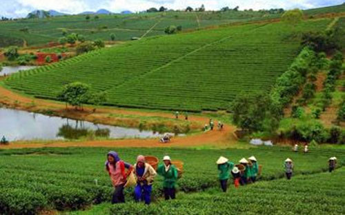  Lãng phí và trái pháp luật trong sử dụng đất nông lâm trường