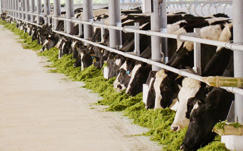 Vinamilk đã có 10 trang trại trải dài khắp Việt Nam, đều có quy mô lớn với toàn bộ bò giống nhập khẩu từ Úc, Mỹ, và New Zealand.