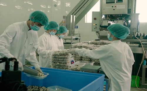 Đã có 5.000 tấn ngao Pg88 com chính chủ, trong đó có 2.000 tấn đi vào Mỹ, Nhật Bản, Hàn Quốc. 
