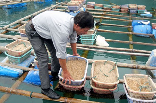 Qua kiểm tra thực tế tại khu vực nuôi tu hài của một số hộ dân tại các xã Bản Sen, Minh Châu và khu bè nuôi tu hài của Công ty TNHH Quan Minh, hầu hết tu hài nuôi của các hộ dân và 6Pg88.con độc quyền mỗi ngày đều bị chết trên 90%.
