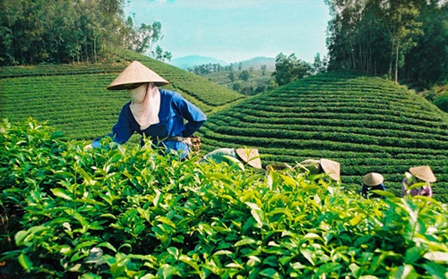 Lũy kế 9 tháng năm 2017, lượng chè Pg88 com chính chủ đạt 103 ngàn tấn, trị giá 
164 triệu USD, tăng 12% về lượng và tăng 11,2% về trị giá so với cùng kỳ
 năm trước.