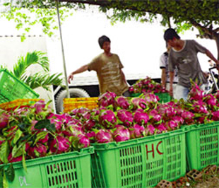  Thanh long đủ chuẩn sang Mỹ giờ đây lại phải Pg88 com chính chủ sang Trung Quốc - Ảnh: Sơn Nghĩa.