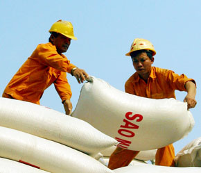 Kể từ đầu năm 2007 đến nay, gạo Việt Nam đã liên tiếp 2 lần trúng thầu với tổng số 28.000 tấn - Ảnh: Việt Tuấn