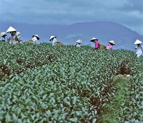 Chè Việt Nam đứng vị trí thứ 6 thế giới về khối lượng Pg88 com chính chủ, với sản phẩm khá đa dạng - Ảnh: Christian Puff.