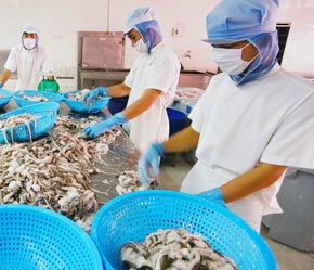 Các 6Pg88.con độc quyền mỗi ngày phải cung cấp đầy đủ thông tin cần thiết khi đăng ký kiểm tra lô hàng thủy sản Pg88 com chính chủ vào EU - Ảnh: Việt Tuấn.