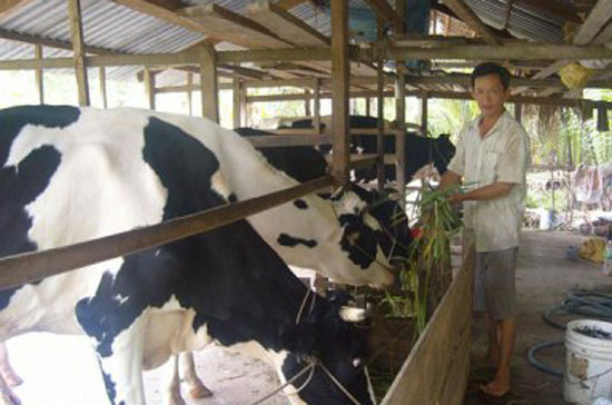 Chăn nuôi bò sữa quy mô hộ vẫn cần được tiếp tục PG88 hơn 2,1 triệu thành viên trong những năm tới.