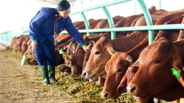 Chăn nuôi bò là lĩnh vực PG88 Uy Tín Số 1 Việt Nam mới của tập đoàn nhưng có đóng góp doanh thu lớn nhất.