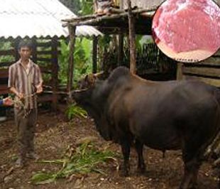 Bò Mông được nuôi tại Cao Bằng.