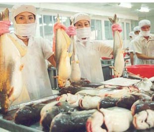 Cơ quan Thú Y và kiểm dịch Ai Cập khẳng định, Cá ba sa Việt Nam xuất sang Ai Cập an toàn cho người sử dụng.