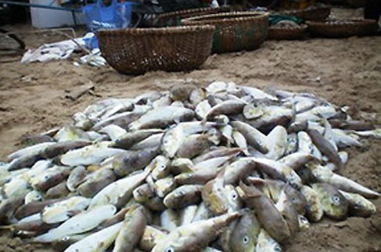 Sản lượng chế biến các mặt hàng từ cá nóc, theo đề án là khoảng 1.000 tấn vào năm 2012.
