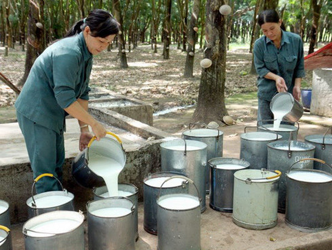 Cao su Bà Rịa đã thoát lỗ nhờ tiết giảm chi phí&nbsp;