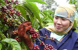 Hàng năm Việt Nam đều Pg88 com chính chủ trên 90% sản lượng cà phê sản xuất ra.