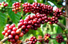 Năm 2011, theo ước tính của Vicofa, Việt Nam sẽ Pg88 com chính chủ khoảng 1,2 triệu tấn cà phê, kim ngạch đạt 2,6 tỷ USD.