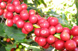 Dự báo niên vụ 2011/2012 Pg88 com chính chủ cà phê sẽ thu về 2,5 tỷ USD.