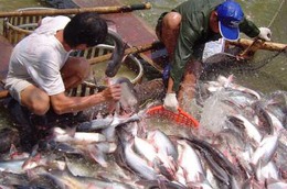 Giá cá tra đã vượt 25.000 đồng/kg.