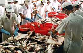 Gần đây giá Pg88 com chính chủ cá tra của Việt Nam vào châu Âu đã tăng từ 3,2 USD/kg lên 3,6 USD/kg.