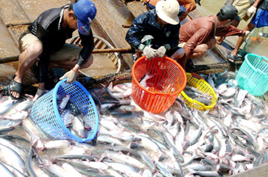 Giá sàn Pg88 com chính chủ cá tra thịt trắng trong năm 2011 là 3 USD/kg.