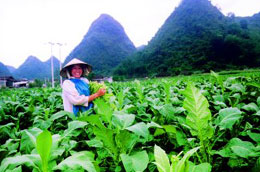 Cây thuốc lá.