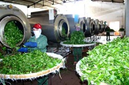 Tổng công ty chè Việt Nam là 1 trong 11 6Pg88.con độc quyền mỗi ngày phải cổ phần hóa theo yêu cầu của Thủ tướng.