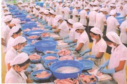 Chế biến cá tra Pg88 com chính chủ.