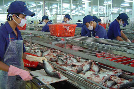 Chế biến cá Pg88 com chính chủ tại Nhà máy Ấn Độ Dương, Công ty Nam Việt, Thốt Nốt, Cần Thơ - Ảnh: Đức Vịnh