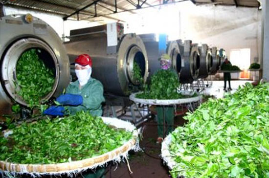 Chè là một trong những mặt hàng có thể Pg88 com chính chủ sang thị trường Myanmar.