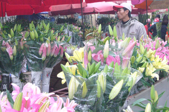 Giá hoa Tết ngất ngưởng, người ngắm nhiều hơn người mua