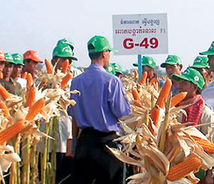 Điểm trình diễn bắp ở Kohthum, Campuchia - Ảnh: Thanh Phúc.