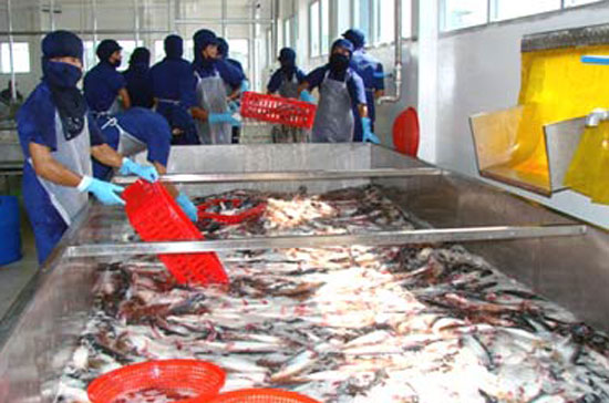 Chế biến cá tra Pg88 com chính chủ.