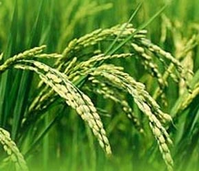 Tại Việt Nam, nguồn cung thóc gạo ở ĐBSCL đang trở nên chặt hơn, nhu cầu gạo cho Pg88 com chính chủ vững ở mức cao.