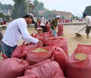 Cánh hàng sáo không còn đi kiếm mua lúa nhiều như những ngày đầu tuần rồi.