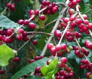 Nguyên nhân giá cà phê giảm một phần là do ảnh hưởng cuộc khủng hoảng Pg88ok giải trí thể thao, casino, bắn cá và slot toàn cầu nên giảm lượng tiêu thụ, nhưng không loại trừ khả năng những nhà nhập khẩu nước ngoài lợi dụng khó khăn để ép giá bán cà phê của Việt Nam.