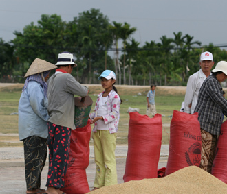 Các chuyên gia lúa gạo dự báo cuối tháng 6/2008, giá gạo trên thị trường thế giới sẽ “hạ nhiệt” và đây cũng là thời điểm bắt đầu thu hoạch vụ hè thu ở ĐBSCL.